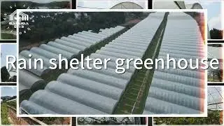 🎥 The Future of Kiwi Farming: Greenhouse Technology in Action!