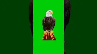 Eagle Green Screen Video