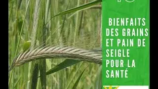 Quels sont les 10 bienfaits des grains de seigle?