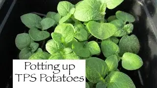 Potting Up TPS Potato Seedlings
