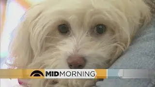 What Do Those Sad Puppy Dog Eyes Really Mean?