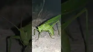 Кузнечик откладывает яйца.
