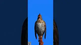 Song thrush singing call M&aring;ltrost sang Singdrossel gesang Zanglijster zang geluid #shorts