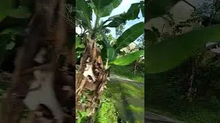 the SLAMET MOUNTAIN in Central Java
