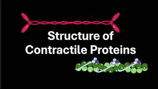 Structure of Contractile Proteins | Locomotion and movement | Class 12 | Zoology | Telangana