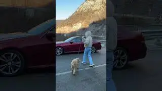 Travel with your furry friend! Pets-friendly cars for your adventures in Georgia!  #car #tbilisi