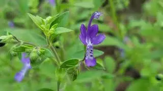 Eastern Blue Curls