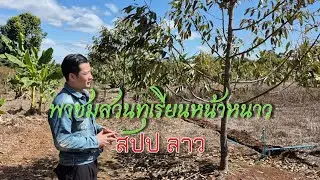 สภาพต้นทุเรียนหน้าหนาวหลังจากไม่ได้มาดู 2 เดือน