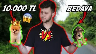 10.000 TL KÖPEK vs. BEDAVA KÖPEK! 🐶