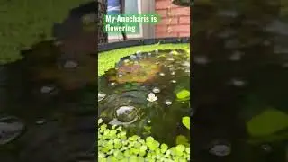 Flowering Anacharis