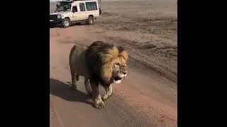 OMG, 🦁 that was so close! Serengeti National Park, the Africa leading National Park!