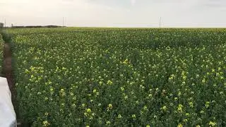 Late Nitrogen application to Winter Oilseed Rape