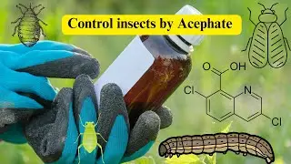 Acephate Insecticides: Effective Pest Control Solutions in cotton, fruits and vegetables