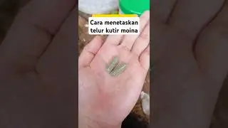 Cara menetaskan telur kutu air moina  #caramenetaskantelurkutir #kulturkutuair#kutuair #kutirmoina