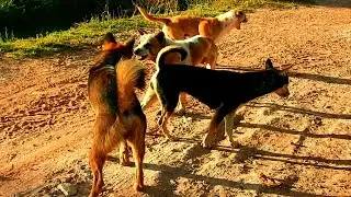 Love sweet life best time many style Young boy try to kiss sister sambath more and more sweet life