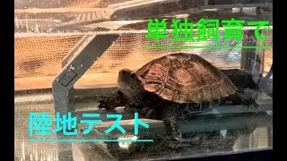 単独飼で亀の陸地を検証#ニホンイシガメ #亀観察 #turtlewatching#センターテイルファクトリー#亀のくぐれる陸地#レビュー