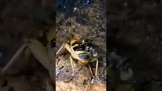 El Insecto Que Dispara Fuego: Escarabajo Bombardero