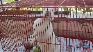 Sunny and bobby deol #cute #rabbit #day-78 aaj video k end me dekhna kaise muh se pinjra kholte hai🫣