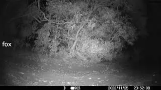 Leaving a wildlife trail-cam in the Australian bush!