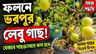 ফাল্গুনে বিকশিত কাঞ্চন ফুল। বারোমাসি যে গাছগুলোতে ফল হয়। ছাদ বাগানের আদর্শ ফল গাছ।একটি ফল গাছ লাগান