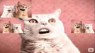 Numa Cat has a Sparta Gamma Remix (REUPLOAD)