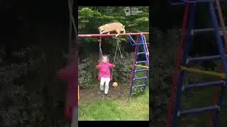 Epic cat fail😸🐾#kittyhumor #catmemes #FunnyCats #CrazyCats #MeowHumor #kitty #kitten #cat #catfail