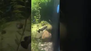 The Black Prince Goodeid! One of My favorite Goodeid Species!