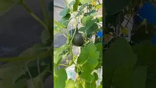 DWC Deep Water Culture System for Home & Classrooms growing hydroponic pumpkin, squash and cucumber