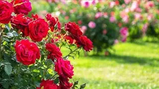 Rose Flower Roses Video Status | Roses Flower 🌺 Video Gulab Video 4K HD Video#roses #flowers 