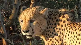 Namibie : Kalahari, Bagatelle Game Ranch