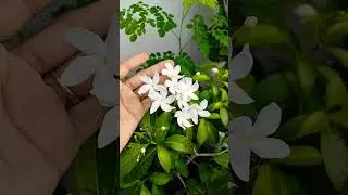 इतने फुल ? #trending #gardenplants #chandni #gardenplants #howtogrow #theplantpassion #flowers