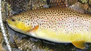 Pstruhy potočn&eacute; na mu&scaron;ku - uk&aacute;žky  (Brown trout on the fly - examples)
