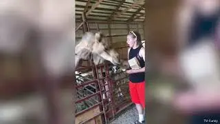 Lustige komische Tiere 2