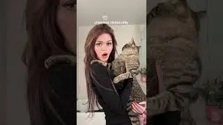 @Infamous_wu13  named this little boy Amelia , we need to change it #nevada #tiktok #cat #trend
