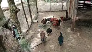 @usaha mandiri unggas,pemberian makan ternak ayam kampung,