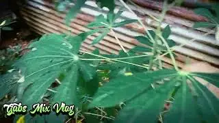 Picking #cassavaleaves #farmlife #cassava #simplelife #simpleliving 
