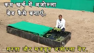 सस्ता और मजबूत अजोल्ला बेड कैसे बनाएं | कम खर्च में Azolla Bed पूरी जानकारी.