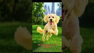 Welcome to our Paws Spas Family- Dog Grooming Services in Werribee, Tarneit and Manor Lakes