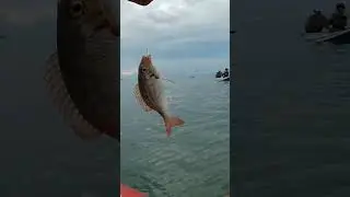 #fishing #spotmancingdibali #mancingmaniabali #mancing #mancingliarbali #mancingbali #mancingikan