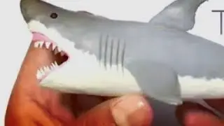 clay shark