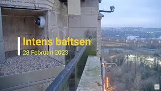 230228 Slechtvalken Oudenaarde 30 - Intens baltsen