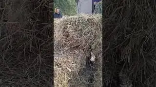Спасибо, Тамара, за сено!