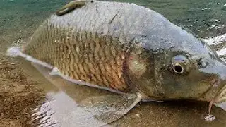 best. fish hunting ||for cooking.big fish &radic;🐠🐟 26.5 kg||