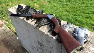 Crow Shooting around a farmyard