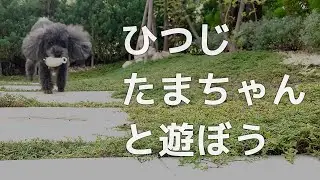 お庭でひつじたまちゃんと遊ぶトイプードル/ Let's play with 