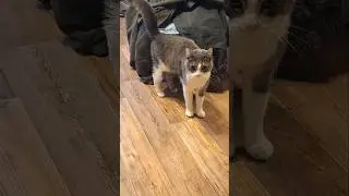 #весело #котбарон #cute #carlthecat #love #cats #funny #pets #catvideos #catshorts #котики #кот 😻🐈🥁