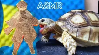 ASMR Mukbang | Turtle Eats Zenitsu (Demon Slayer) Watermelon Carving 🐢🍉⚡