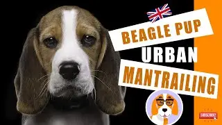 Beagle Puppy Urban Mantrailing training in the UK