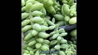 Burro's Tail, Donkey's Tail ( Sedum morganianum ) ; Hanging Plant Varieties Series.