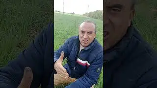 حشيشة الزمير خطيره جدا أسرع بالمقاومه بمبيد التراكسوس 500سم للفدان